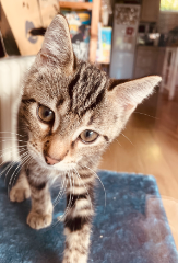 Titi