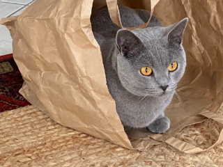 Photo de Pastel de Ninanaya