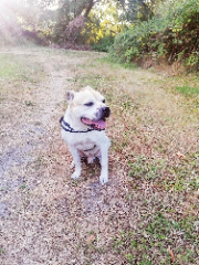 Paff (chien d'une amie)