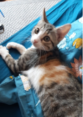 Almendra