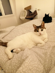 Photo de Kiki moustache