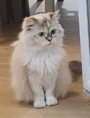 Naïa