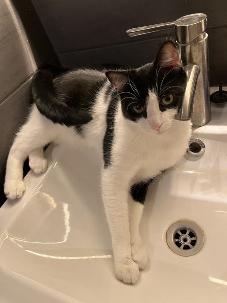 Figaro