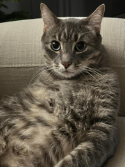 Oggy