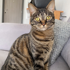 Kara