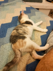 Bella