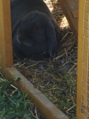 Mimie