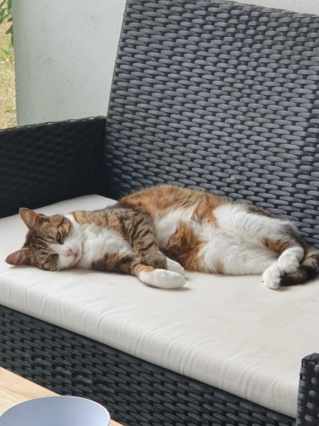 Myrtille