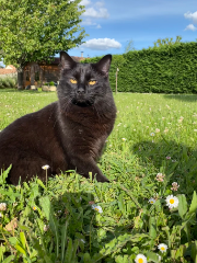 Marcel