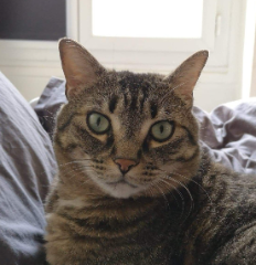Loki