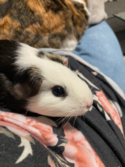 Pandelle
