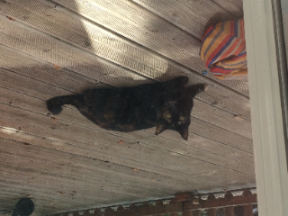 Photo de Minette