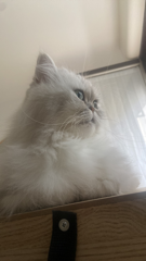 Lizzy