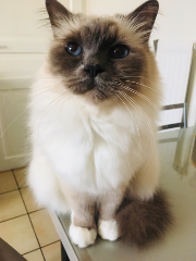 Photo de Harry TARDY