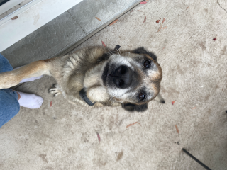 Haska