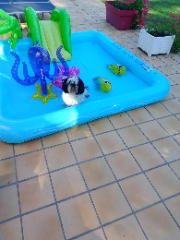 Photo de hercule dit bébé