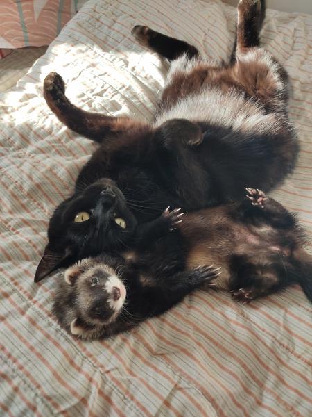 Pâquerette