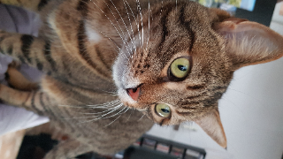 Photo de Pouillou