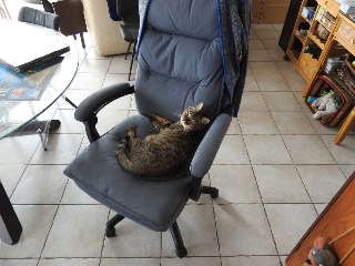 Photo de Tigrou (Petit bonhomme)