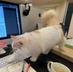 Cappucino