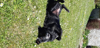 Kali