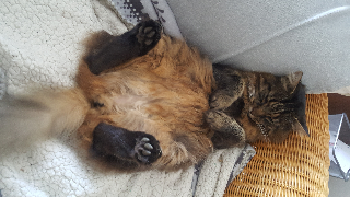 Photo de Merlin