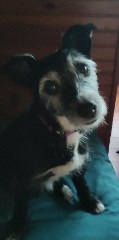 Lola