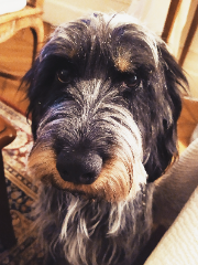 Photo de IAGO