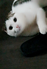 Tigrou