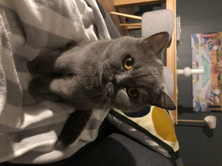 Darla