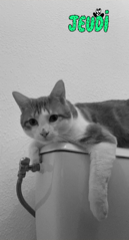 Morty