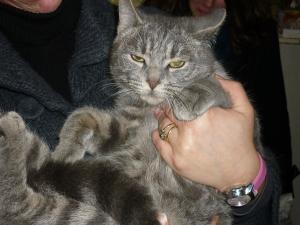 tigris