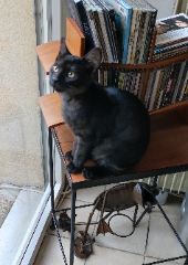 Titi
