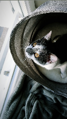Rasta