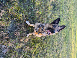 Leia