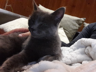 Ernest