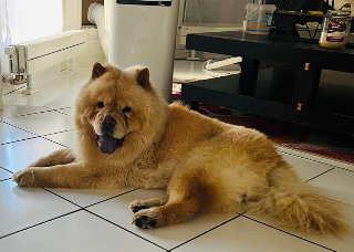 Lola