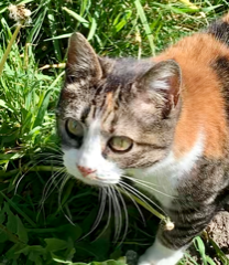 Poupette