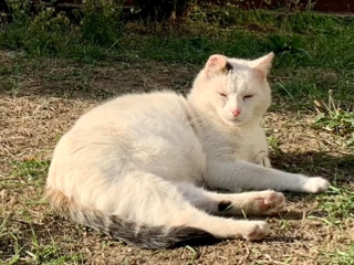 Petit chat