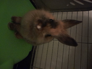 Cookie