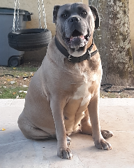 Laya