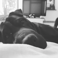 Lila