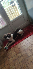 Stella