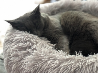 Léna