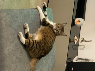 Photo de Plumette