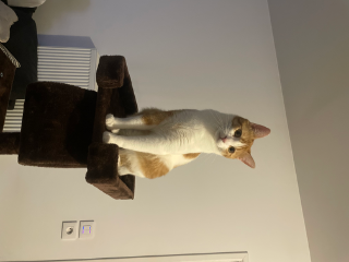 Loki