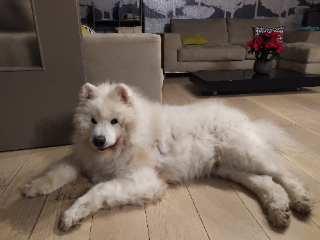 GISKO