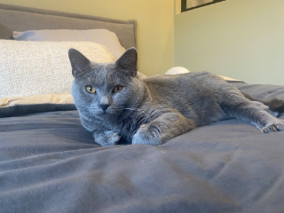 Ringo