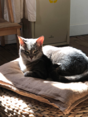 Naya