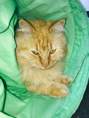 Aimil